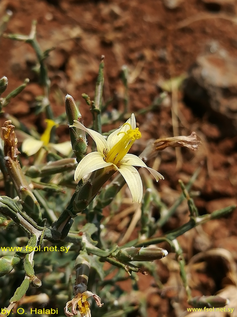 Scariola orientalis (Boiss.) Sojak.